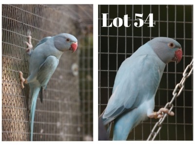 0-1 '20 Ringneck: Blue Opaline/adm.pied - Johan Schoeman