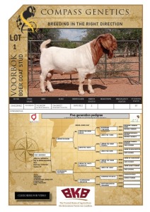 WITHDRAWN - 1X BOER GOAT BUCK VOORBOK BOER GOAT STUD