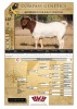 WITHDRAWN -1X BOER GOAT BUCK COLLEN BOER GOAT STUD