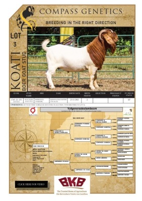 WITHDRAWN -1X BOER GOAT BUCK KOATI BOER GOAT STUD