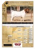 WITHDRAWN -1X BOER GOAT BUCK COLLEN BOER GOAT STUD