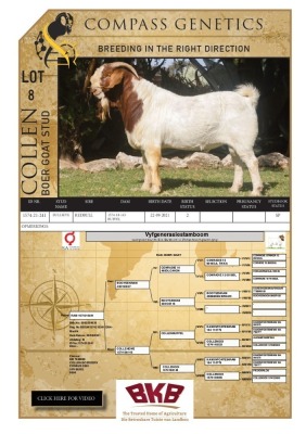 1X BOER GOAT BUCK COLLEN BOER GOAT STUD