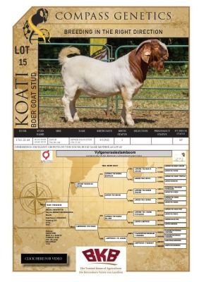 WITHDRAWN -1X BOER GOAT BUCK KOATI BOER GOAT STUD