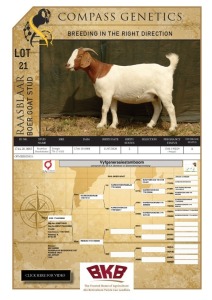 1X BOER GOAT FLOCK PREGNANT DOE RAASBLAAR BOERBOKSTOET