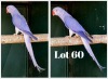 1-0 '19 Ringneck: Violet Dark Blue Cleartail - Jaco Rossouw