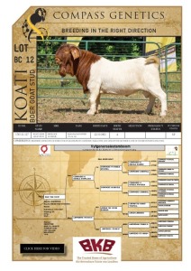 WITHDRAWN -1X BOER GOAT BUCK KOATI BOER GOAT STUD