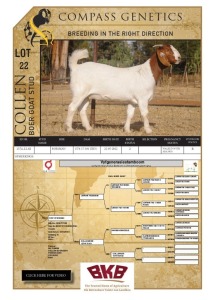 1X BOER GOAT DOE COLLEN BOER GOAT STUD