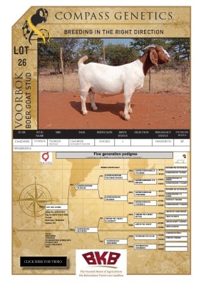 1X BOER GOAT STUD PREGNANT DOE VOORBOK BOER GOAT STUD