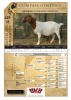 1X BOER GOAT FLOCK PREGNANT DOE RAASBLAAR BOERBOKSTOET