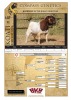 1X BOER GOAT BUCK COLLEN BOER GOAT STUD