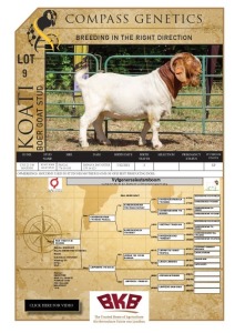 1X BOER GOAT FLOCK BUCK KOATI BOER GOAT STUD