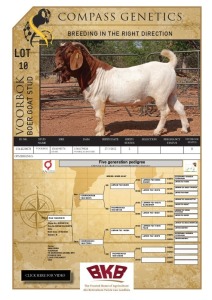 1X BOER GOAT FLOCK BUCK VOORBOK BOER GOAT STUD