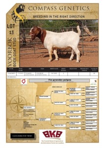 1X BOER GOAT FLOCK BUCK VOORBOK BOER GOAT STUD