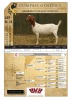 WITHDRAWN -1X BOER GOAT DOE RAASBLAAR BOERBOKSTOET