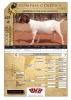 1X BOER GOAT FLOCK PREGNANT DOE VOORBOK BOER GOAT STUD