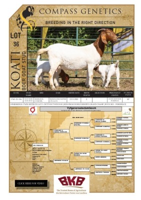 1+2X BOER GOAT FLOCK PREGNANT DOE KOATI BOER GOAT STUD