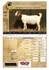 1X BOER GOAT STUD PREGNANT DOE RAASBLAAR BOERBOKSTOET