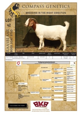 1X BOER GOAT STUD PREGNANT DOE RAASBLAAR BOERBOKSTOET