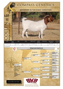 WITHDRAWN -1X BOER GOAT DOE COLLEN BOER GOAT STUD