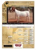 1X BOER GOAT STUD PREGNANT DOE VOORBOK BOER GOAT STUD