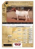 1X BOER GOAT STUD PREGNANT DOE VOORBOK BOER GOAT STUD