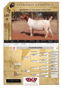 1X BOER GOAT STUD PREGNANT DOE VOORBOK BOER GOAT STUD