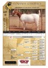 WITHDRAWN -1X BOER GOAT DOE VOORBOK BOER GOAT STUD