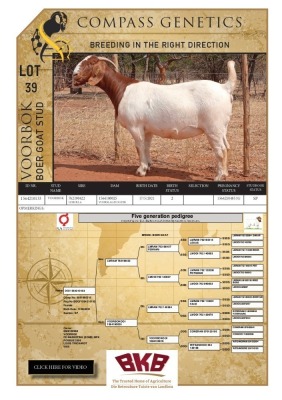 WITHDRAWN -1X BOER GOAT DOE VOORBOK BOER GOAT STUD