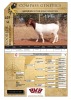 1X BOER GOAT STUDPREGNANT DOE VOORBOK BOER GOAT STUD