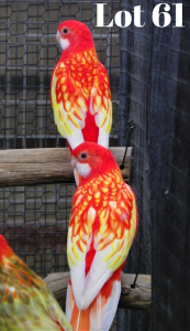 1-1 '20 Eastern Rosella: Opaline-Lutino (Rooi) x Opaline-Lutino (Rooi) - Fanie Klopper