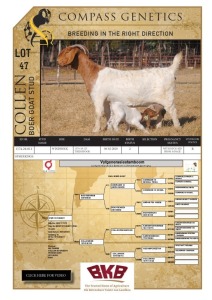 1+1X BOER GOAT FLOCK DOE COLLEN BOER GOAT STUD