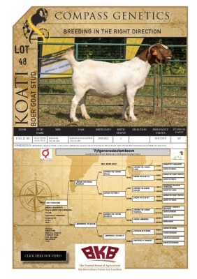 1X BOER GOAT STUD PREGNANT DOE KOATI BOER GOAT STUD