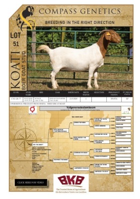 1X BOER GOAT FLOCK DOE KOATI BOER GOAT STUD