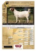 1X BOER GOAT STUD PREGNANT DOE KOATI BOER GOAT STUD