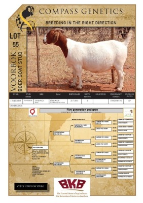 1X BOER GOAT FLOCK PREGNANT DOE VOORBOK BOER GOAT STUD