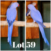 1-0 '19 Ringneck: Violet Dark Blue/clearheaded-fallow/opaline - Jaco Rossouw