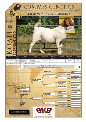 WITHDRAWN -1X BOER GOAT DOE KOATI BOER GOAT STUD