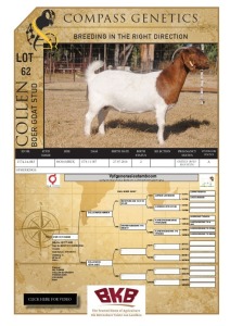 1X BOER GOAT STUD PREGNANT DOE COLLEN BOER GOAT STUD