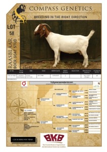 1X BOER GOAT FLOCK PREGNANT DOE RAASBLAAR BOERBOKSTOET