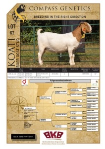 1X BOER GOAT STUD PREGNANT DOE KOATI BOER GOAT STUD