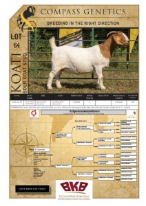 1X BOER GOAT STUD PREGNANT DOE KOATI BOER GOAT STUD