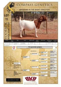 1X BOER GOAT FLOCK PREGNANT DOE VOORBOK BOER GOAT STUD