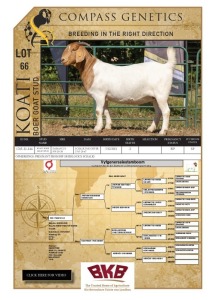 1X BOER GOAT STUD PREGNANT DOE KOATI BOER GOAT STUD