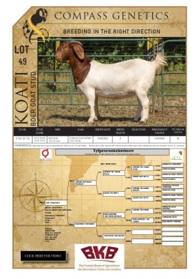 1X BOER GOAT FLOCK PREGNANT DOE KOATI BOER GOAT STUD