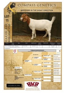 1X BOER GOAT FLOCK DOE RAASBLAAR BOERBOKSTOET