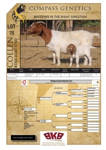 1+1X BOER GOAT FLOCK DOE COLLEN BOER GOAT STUD