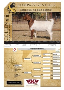 1X BOER GOAT FLOCK DOE COLLEN BOER GOAT STUD