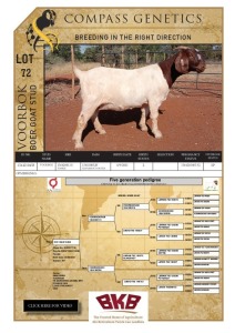 WITHDRAWN -1X BOER GOAT DOE VOORBOK BOER GOAT STUD