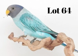 1-0 '19 Plum-headed: Blue Opaline - Chris Jacobs