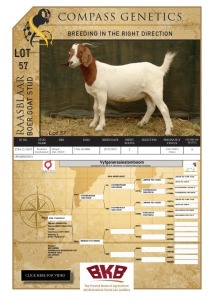 WITHDRAWN -1X BOER GOAT DOE RAASBLAAR BOERBOKSTOET